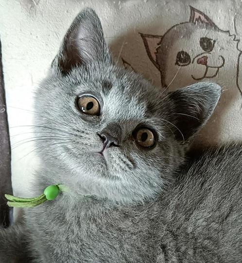 Prachtige Brits korthaar, 11 weken, Dieren en Toebehoren, Katten en Kittens | Raskatten | Korthaar, Kater, 0 tot 2 jaar, Ontwormd