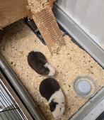 Twee cavia's (broertjes) met hokken en ren, Dieren en Toebehoren, Knaagdieren, Cavia, Mannelijk, November, Tam