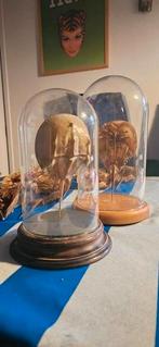 degenkrab / horseshoecrab exoskelleton, Ophalen