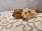 2 california cavia, Dieren en Toebehoren, Cavia, Mannelijk, November, Tam