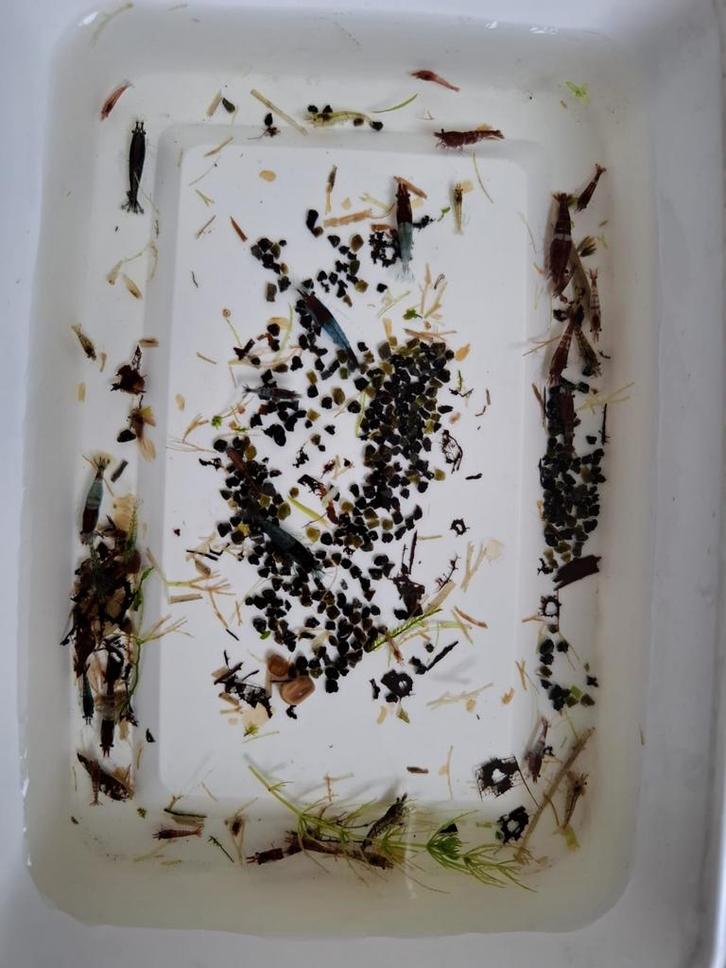 Neocaridina garnalen mix 10 voor 5 euro+ gratis plukje mos, Dieren en Toebehoren, Vissen | Aquariumvissen, Zoetwatervis, Kreeft, Krab of Garnaal