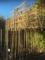 Leilinde leiboom groenblijvende leiboom, Tuin en Terras, Ophalen, Halfschaduw, Overige soorten