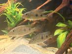 Satanoperca deamon., Dieren en Toebehoren, Vissen | Aquariumvissen, Vis