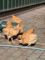 Nederrijnse kriel, Dieren en Toebehoren, Pluimvee, Meerdere dieren, Kip