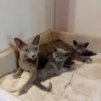 kittens blauwe rus, Dieren en Toebehoren, Katten en Kittens | Raskatten | Korthaar, Meerdere dieren, Gechipt