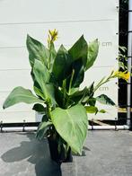 Canna Indica - Geel, In pot, Minder dan 100 cm, Zomer, Overige soorten