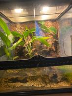 Terrarium/ paludarium, Dieren en Toebehoren, Reptielen en Amfibieën | Toebehoren, Ophalen