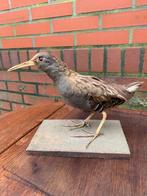 Opgezette waterral (vrouwtje), Ophalen, Gebruikt, Vogel, Opgezet dier