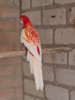 Zoek pennant, Dieren en Toebehoren, Mannelijk