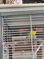2 agapornis personata per stuk € 17,50, Dieren en Toebehoren, Vogels | Parkieten en Papegaaien, Geslacht onbekend, Dwergpapegaai of Agapornis