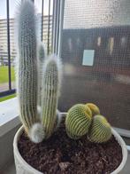 Cactussen in grote aarde pot, ruilen, Ophalen, Halfschaduw, Minder dan 100 cm, Groene kamerplant