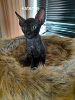 Cornish rex kittens kittens zoeken een gouden mandje, Dieren en Toebehoren, Katten en Kittens | Overige Katten, Meerdere dieren