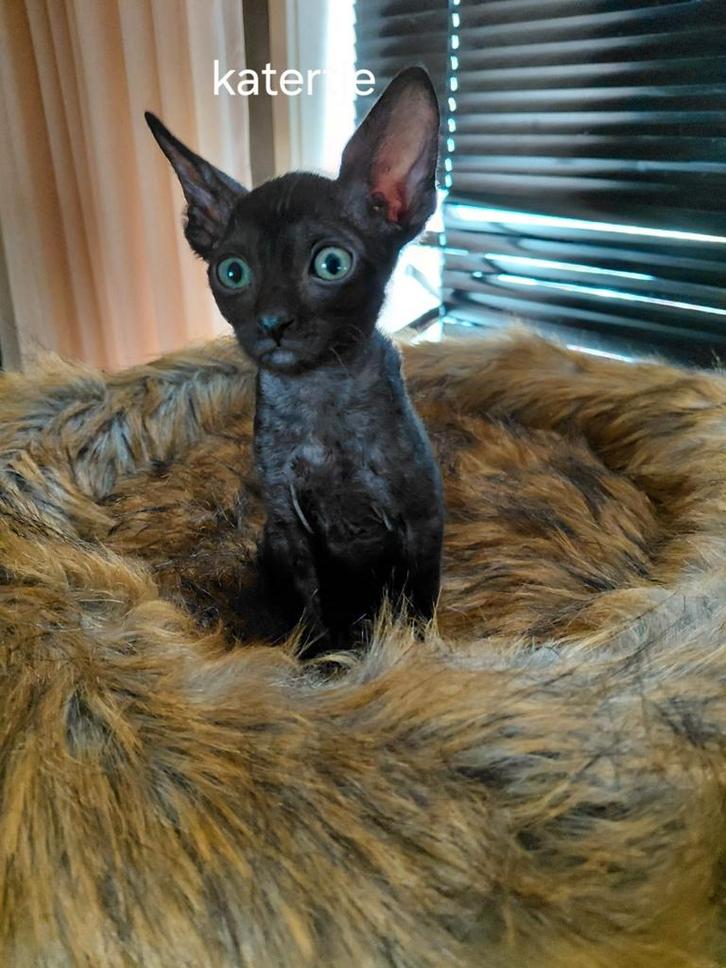 Cornish rex kittens kittens zoeken een gouden mandje, Dieren en Toebehoren, Katten en Kittens | Overige Katten, Meerdere dieren
