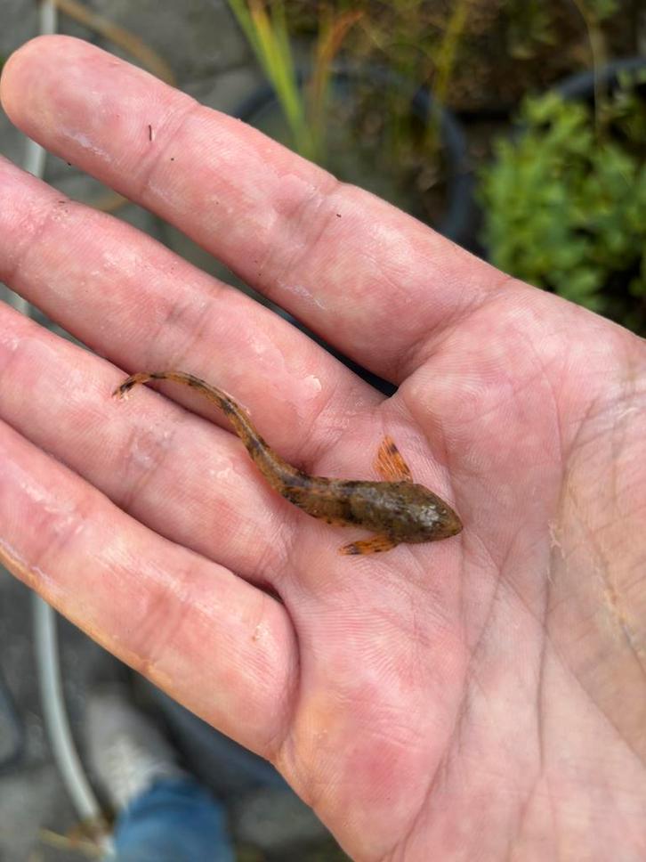 Rineloricaria sp. uit Uruguay., Dieren en Toebehoren, Vissen | Vijvervissen, Karper of Koi