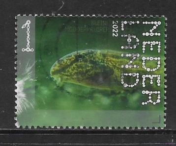 2022, Nieuwkoopse Plassen, Kl. Modderkruiper [4006] (K0736) beschikbaar voor biedingen