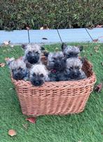 6 prachtige Cairn terriër pups, Dieren en Toebehoren, Parvo, Overige rassen, 8 tot 15 weken, Meerdere