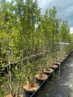 Magnolia Beverboom diverse soorten leverbaar tot 250 cm hoog, Ophalen of Verzenden, Overige soorten, Struik, 100 tot 250 cm