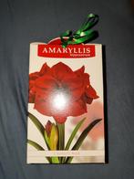 Amaryllis Hippeastrum Bloembol - 1 Kwaliteit, Ophalen of Verzenden, Najaar, Halfschaduw, Bloembol