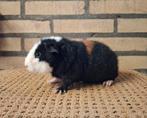 Cavia's, US Teddy driekleur,  beertje, Dieren en Toebehoren, Knaagdieren, Cavia, Mannelijk, December, Tam