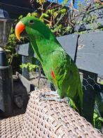 Rango, 3.5 jaar oude Edelman, Dieren en Toebehoren, Vogels | Parkieten en Papegaaien, Mannelijk, Papegaai, Tam