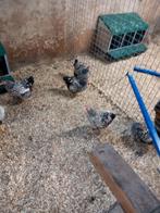 wynandote kriel kippen zilver zwart gezoomd, Kip, Meerdere dieren