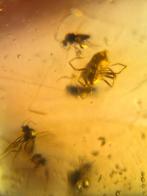Birmees Amber (i2) met insluiting van spinnetje en enkele mu, Verzenden, Fossiel
