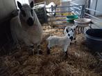 Kerry Hill ooi met lammeren te koop, Dieren en Toebehoren, Schapen, Geiten en Varkens, Vrouwelijk, Schaap