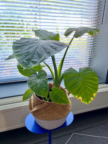 Kamerplant | Plant | Alocasia | Olifantsoor | Plantenmand beschikbaar voor biedingen