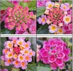 Wisselbloem (Lantana camara) nr.75, Ophalen of Verzenden, Zomer