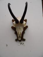 gems gewei (2) 20 euro, Verzamelen, Dierenverzamelingen, Ophalen of Verzenden, Zo goed als nieuw, Wild dier, Gewei of Kop