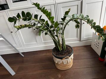 Zamioculcas groote kamerplant beschikbaar voor biedingen