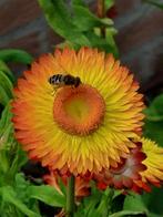 zaden Helichrysum bracteatum Fire Mix, Verzenden, Voorjaar, Volle zon, Zaad