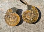 Geopaliseerd ammoniet paartje, Verzamelen, Mineralen en Fossielen, Ophalen of Verzenden, Fossiel
