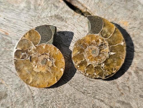 Geopaliseerd ammoniet paartje, Verzamelen, Mineralen en Fossielen, Fossiel, Ophalen of Verzenden