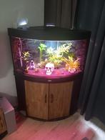 Te koop complete  juwel trigon 190 liter, Ophalen, Zo goed als nieuw, Gevuld zoetwateraquarium