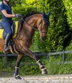 Bitloos hoofdstel FRA maat full kaakgekruist, Ophalen of Verzenden