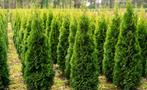 200 stuks Thuja Brabant 150-175 GRATIS BEZORGD, Tuin en Terras, Planten | Struiken en Hagen, Ophalen of Verzenden, Conifeer, 100 tot 250 cm