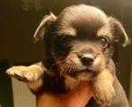 Chihuahua pups, Dieren en Toebehoren, Honden | Chihuahua's en Gezelschapshonden, België, Particulier, Rabiës (hondsdolheid), Reu