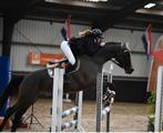 Allround E sportpony, Dieren en Toebehoren, Pony's, Ruin, E pony (1.48m - 1.57m), Met stamboom, 3 tot 6 jaar