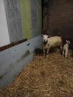 Schaap met ooilam, Vrouwelijk, Schaap