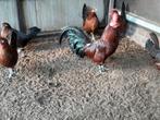 Friese kippen roodpel 1haan 3 hennen, Dieren en Toebehoren, Pluimvee, Meerdere dieren, Kip