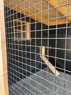 Hooiberg kippenhok mini hooiberg, Meerdere dieren, Postuurkanarie