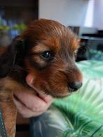 Teckel pups, Dwerg, Langhaar, Meerdere, Meerdere dieren