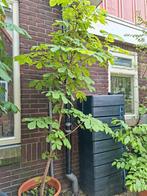 Grote kastanje, Ophalen, Zomer, Volle zon, Overige soorten