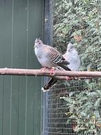 1-1 Australische kuifduiven, Dieren en Toebehoren, Vogels | Overige Vogels, Meerdere dieren