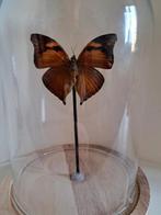 Stolp met vlinder, Ophalen of Verzenden, Nieuw, Insect, Opgezet dier