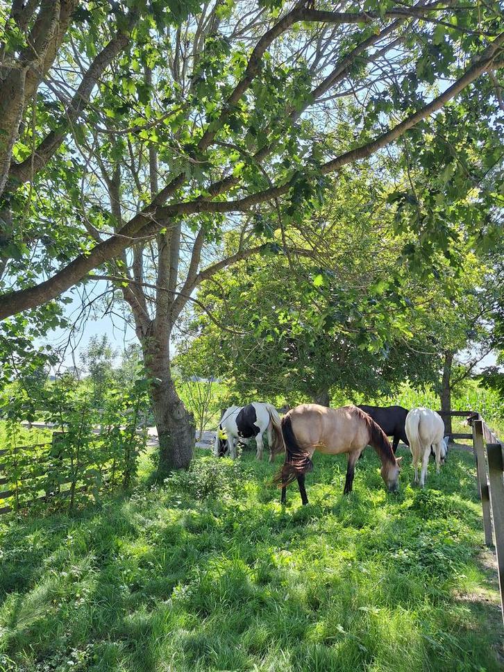 Plekje vrij op paddock paradise aan huis, Dieren en Toebehoren, Stalling en Weidegang, Stalling, Weidegang, 1 paard of pony