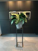 Vaas pot met plant los blad, Ophalen of Verzenden, Zo goed als nieuw, Binnen
