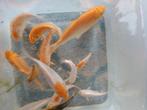 Koi Karpers 10-15cm, Dieren en Toebehoren, Vissen | Vijvervissen, Karper of Koi