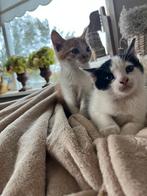 Kittens, Dieren en Toebehoren, Katten en Kittens | Overige Katten
